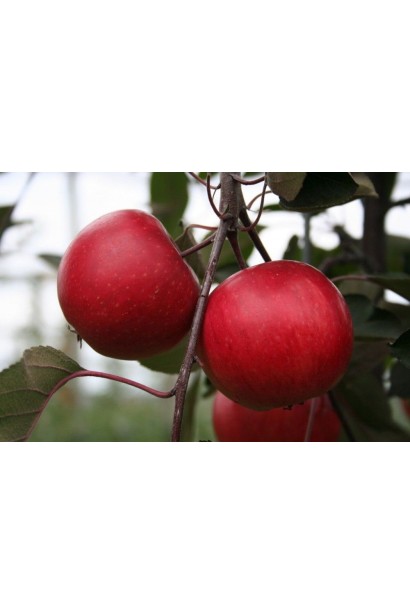 Яблуня Редлав Одіссо — прикраса саду з червоними плодами.